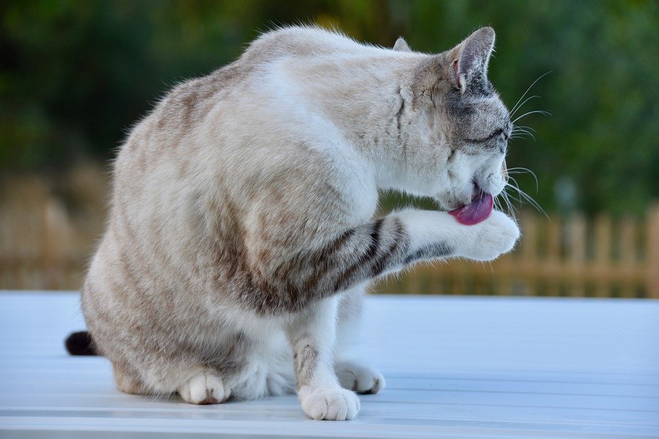 chat toilette entretien