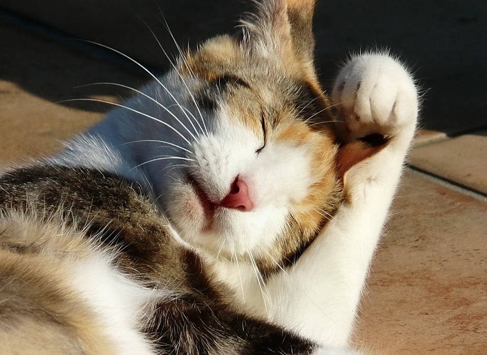 chat toilette entretien