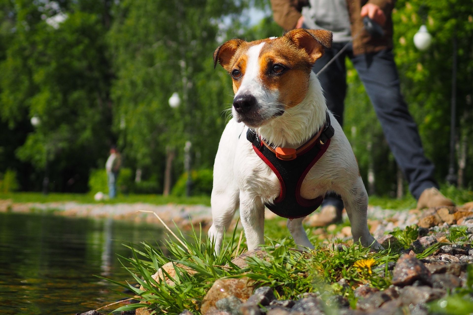 Accessoires pour voyager en voiture avec son chien